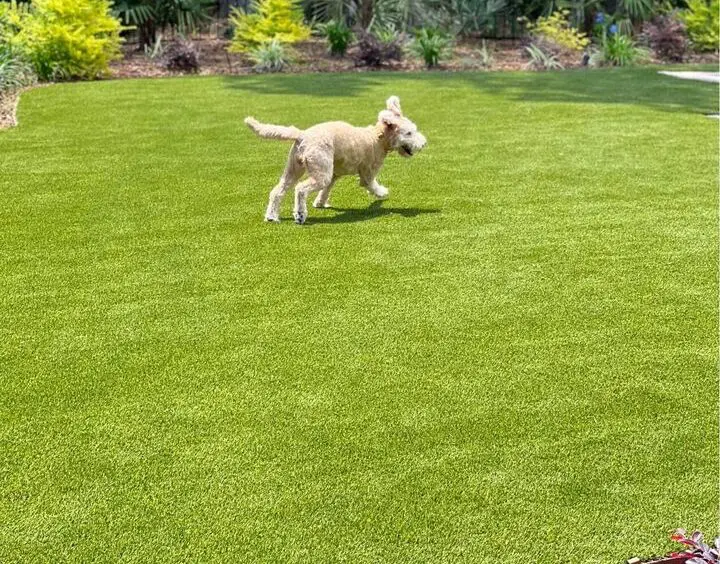 picture of a groomed dog running on artificial turf in Scottsdale AZ