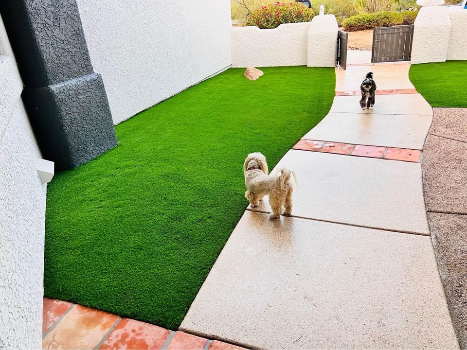 Two small dogs on a pathway in a yard with maintenance-free lawns. One dog, light-colored, is walking away, while the other, dark-colored, stands a bit further down the path near a gate. The yard has white stucco walls and colorful stone accents on the pathway.