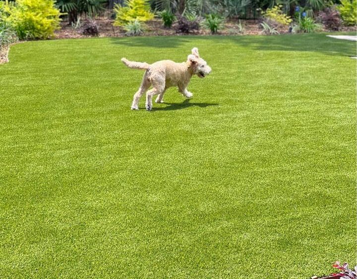 A light-colored dog with curly fur joyfully runs across a lush, green lawn made of artificial turf. The background features various greenery, including shrubs and trees, under a clear sky in Cave Creek.